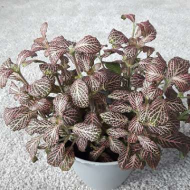 Fittonia verschaffeltii 'Pink Star'