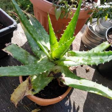 Aloe Maculata