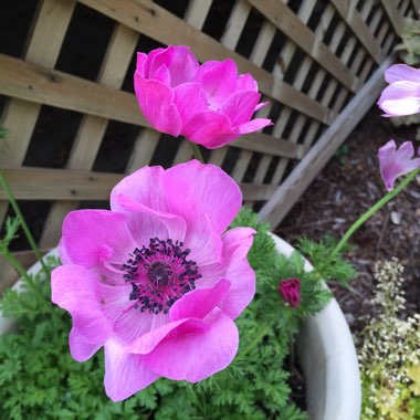 Anemone 'Red Riding Hood'