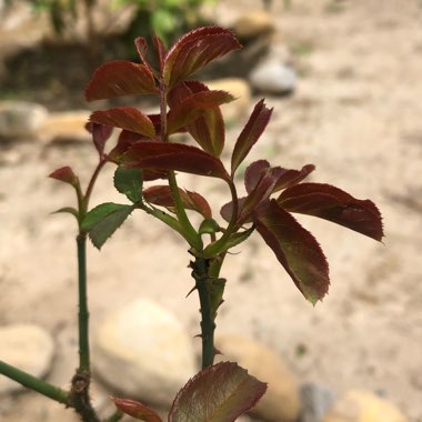 Rose 'Claret' (Hybrid Tea)