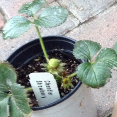 Woodland Strawberry 'Alba'