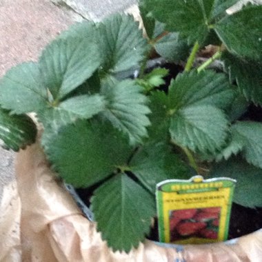 Woodland Strawberry 'Alba'