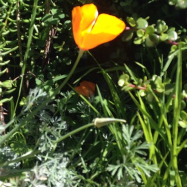 California Poppy