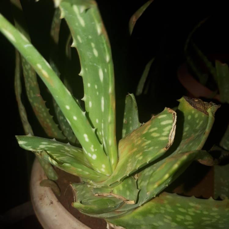 Plant image Aloe Striatula