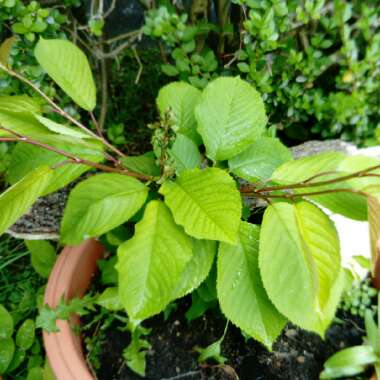 Cherry 'Hedelfinger Riesenkirsche'