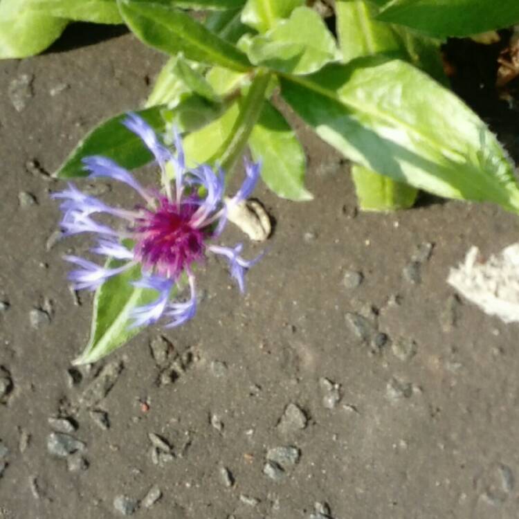 Plant image Centaurea cyanoides 'Blue Carpet'