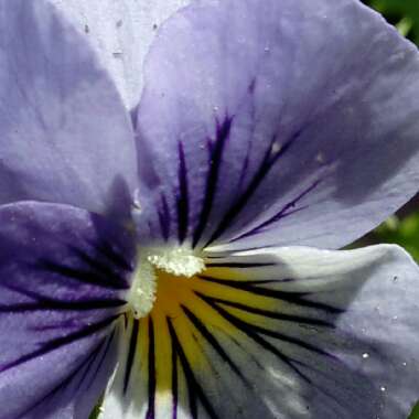 Pansy