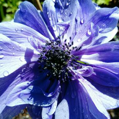 Poppy Flowered Anemone