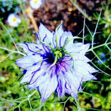 Love-in-a-mist