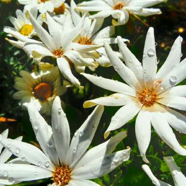 African daisy ' Marguerite White'