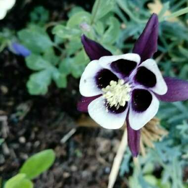 Columbine