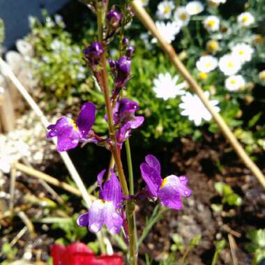 Purple Toadflax