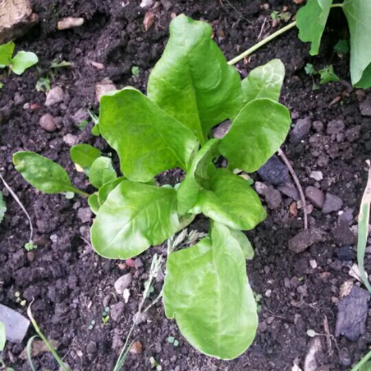 Plant image Beta Vulgaris var Cicla