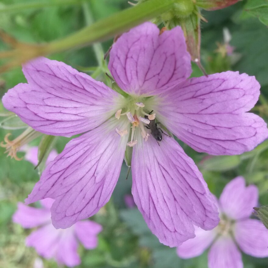 Geranium