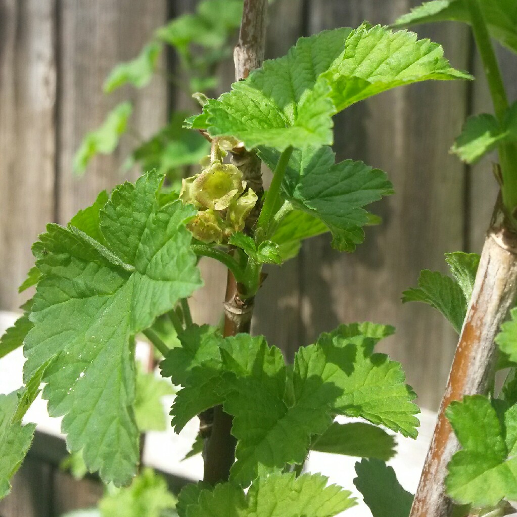 Ribes Rubrum