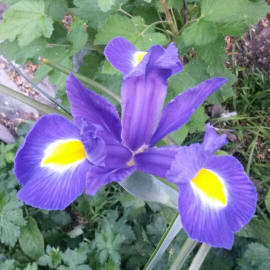 Plant image Iris x hollandica 'Blue Magic'