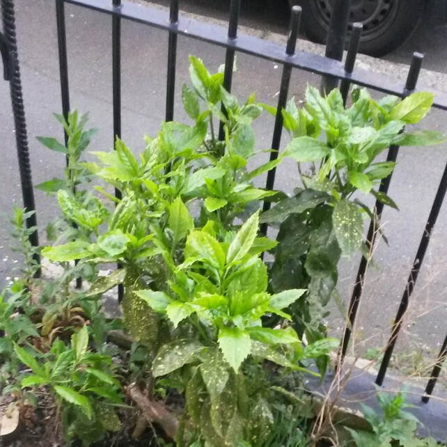 Plant image Aucuba japonica Variegata