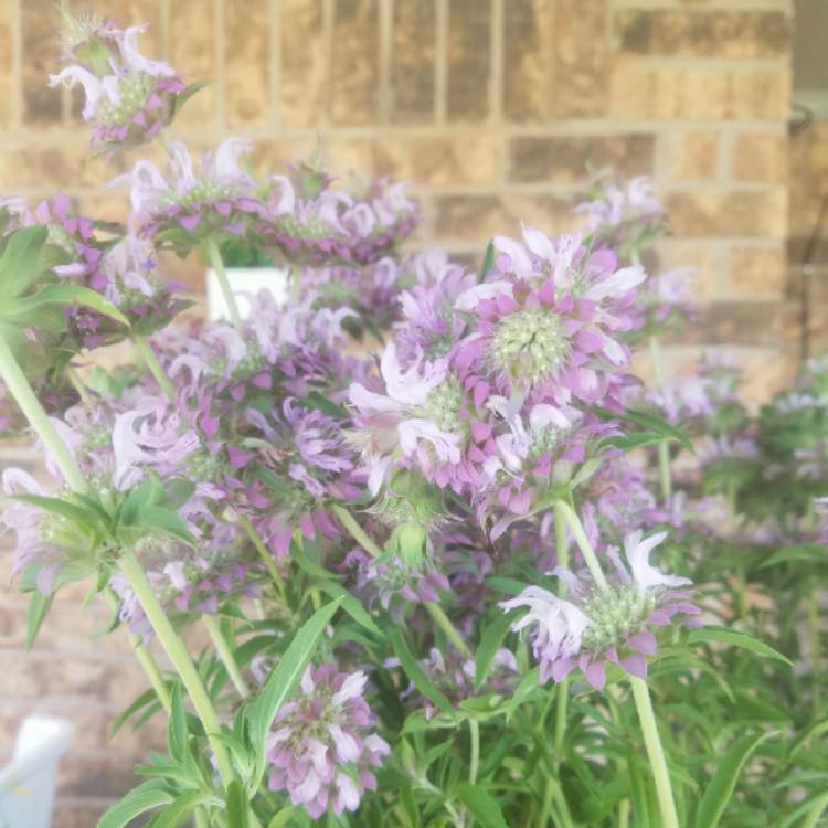 Plant image Monarda punctata