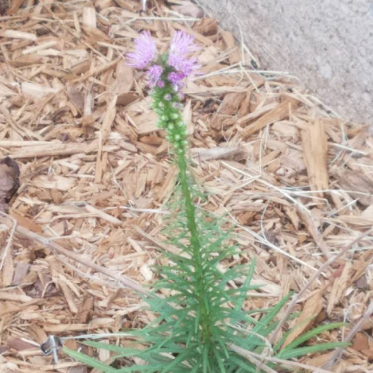 Plant image Liatris spicata 'Kobold'